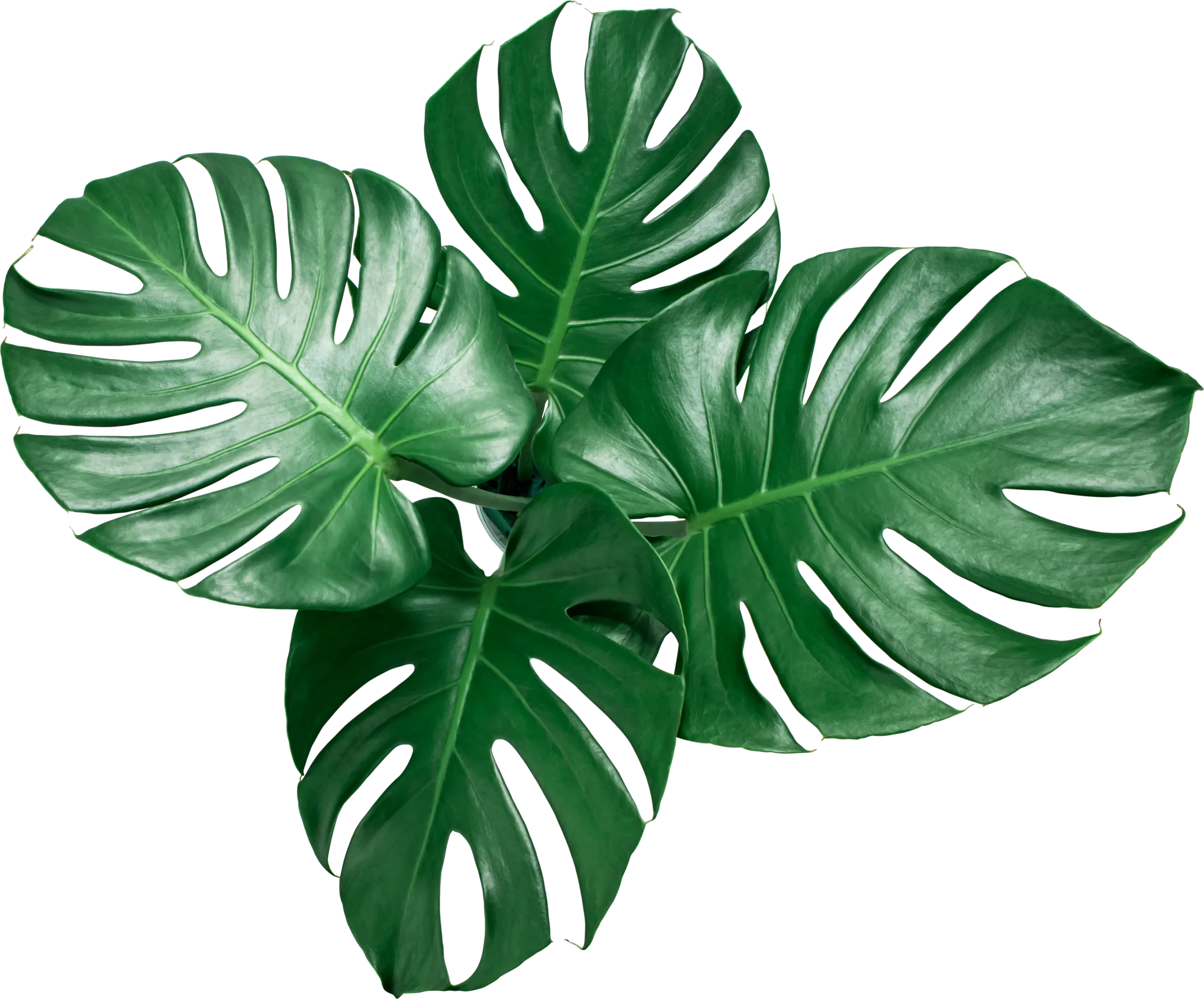 Stabilis Treatment Centre Foilage